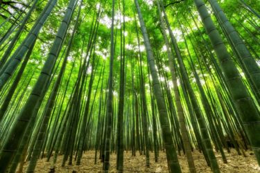成功を納めた企業の秘密